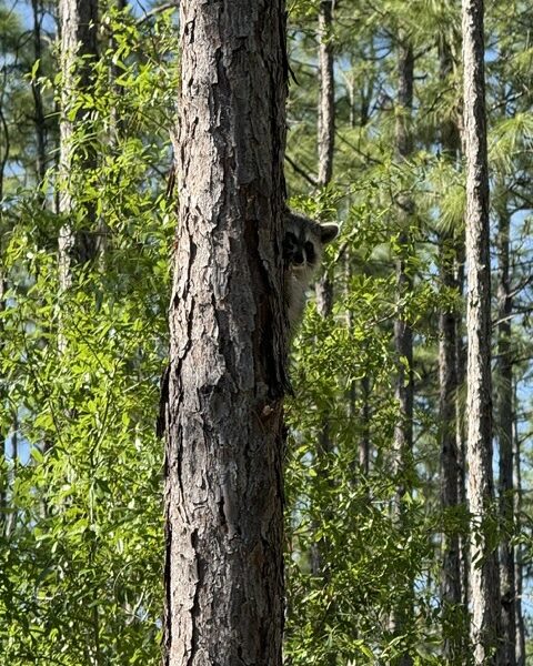 Young raccoon peeks out from pine tree at Ross Prairie Trail
