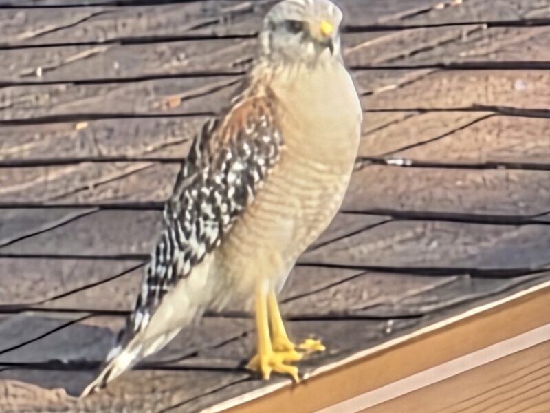 Young red-shouldered hawk keeps watch in southeast Ocala