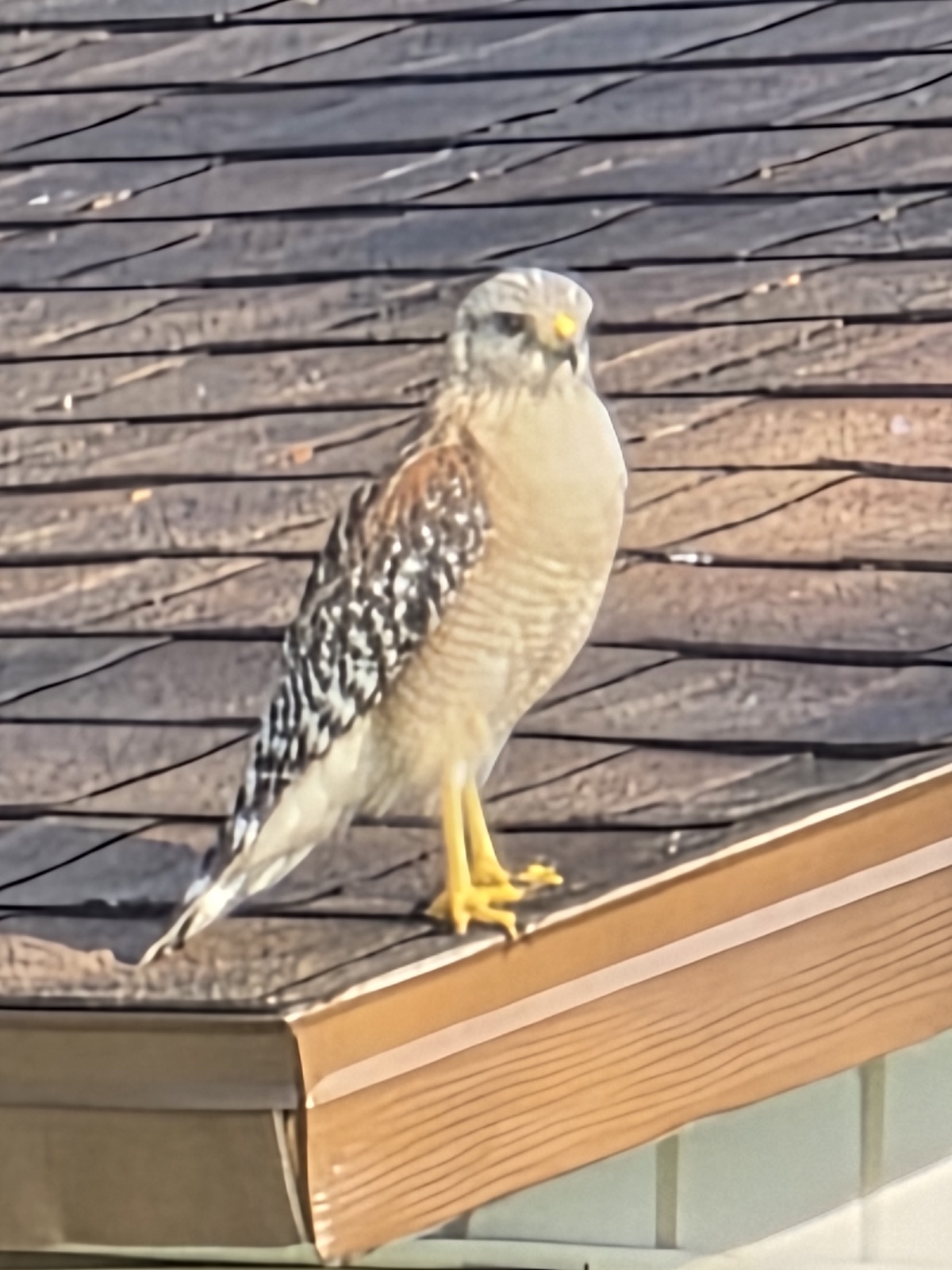Young red-shouldered hawk keeps watch in southeast Ocala Young red-shouldered hawk keeps watch in southeast Ocala