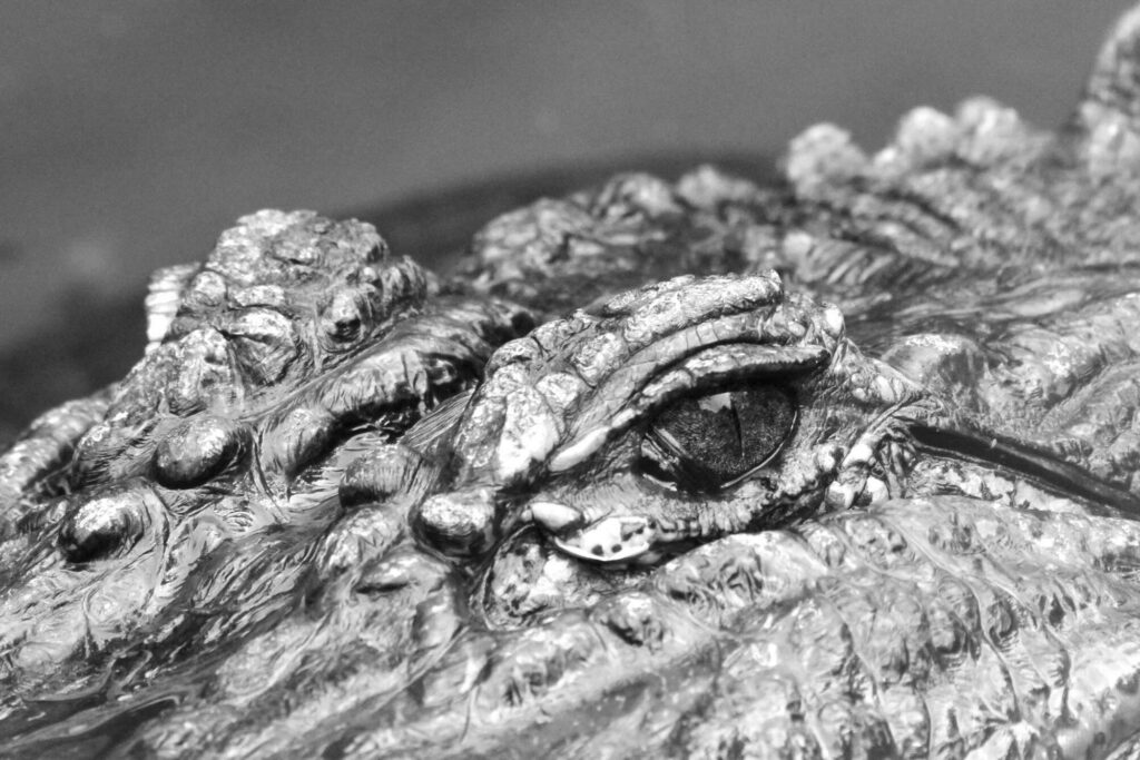 Alligator bites snorkeler, temporarily closing Marion County waterway
