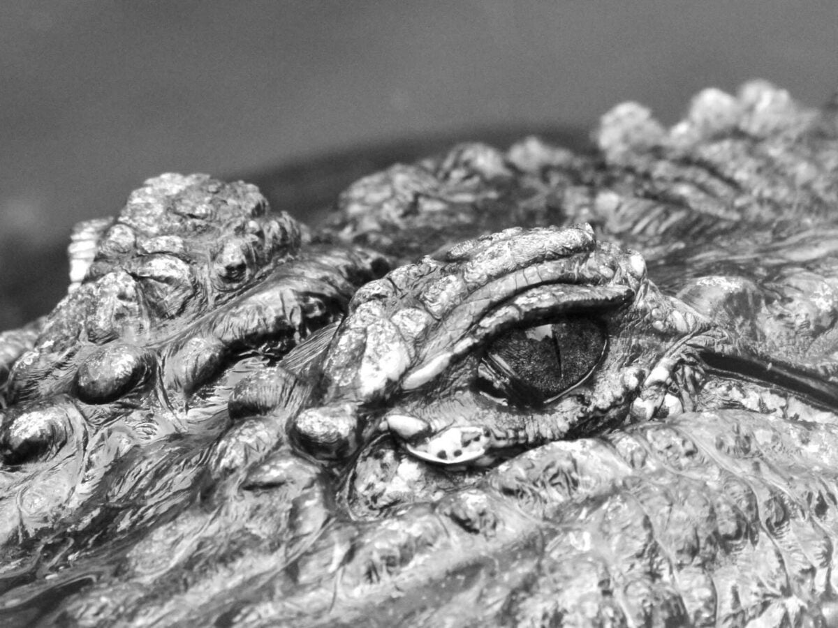 Alligator bites snorkeler, temporarily closing Marion County waterway