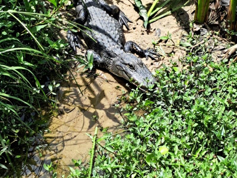 Alligator spotted near the 18th hole at Rolling Greens Village in Ocala