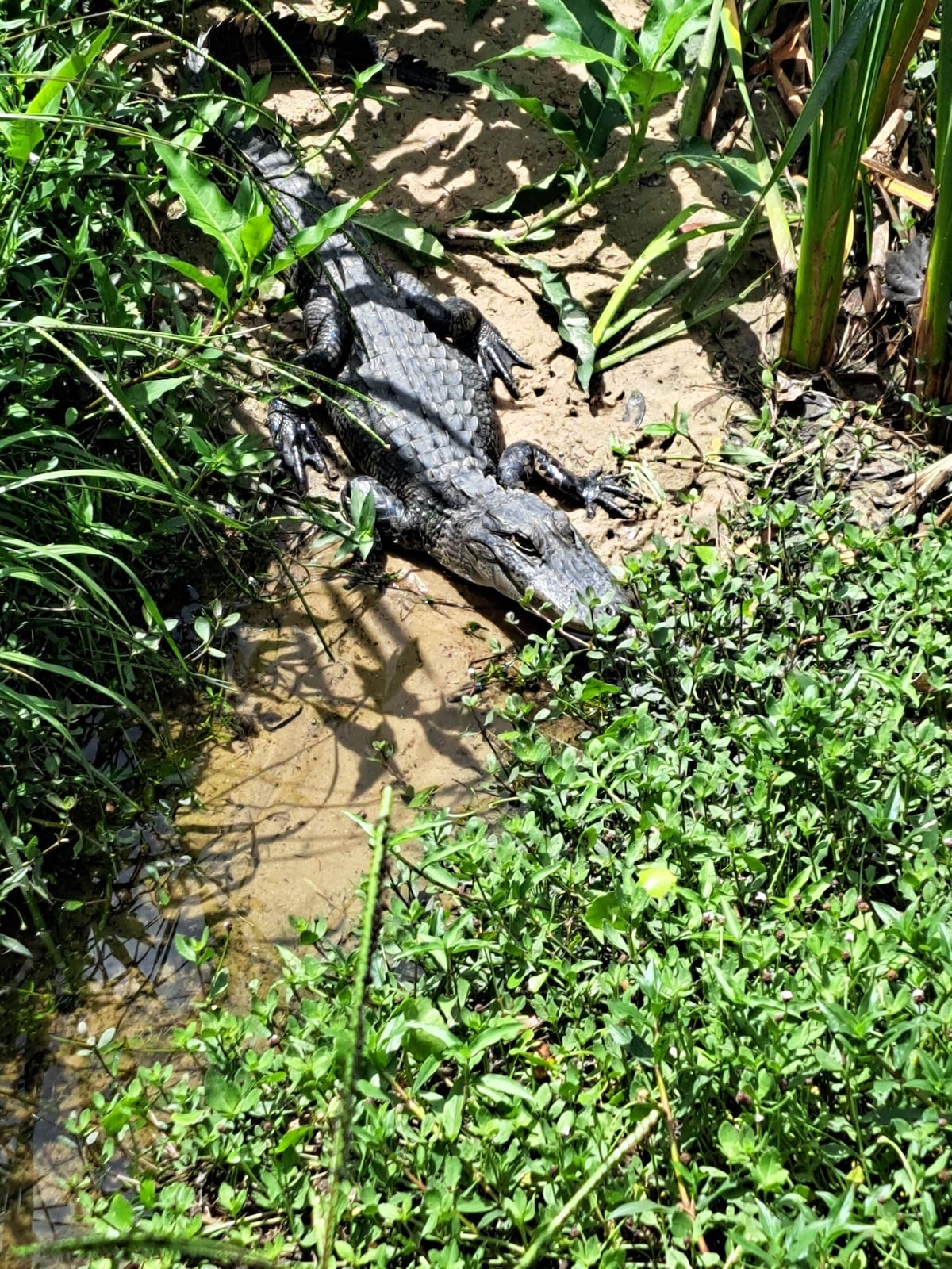 Alligator spotted near the 18th hole at Rolling Greens Village in Ocala Alligator spotted near the 18th hole at Rolling Greens Village in Ocala