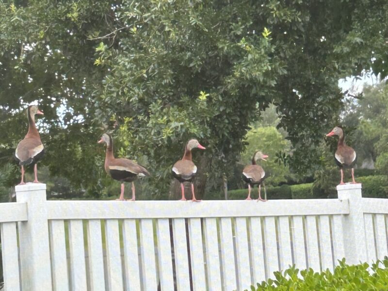 Black-bellied whistling ducks on the fence about breakfast