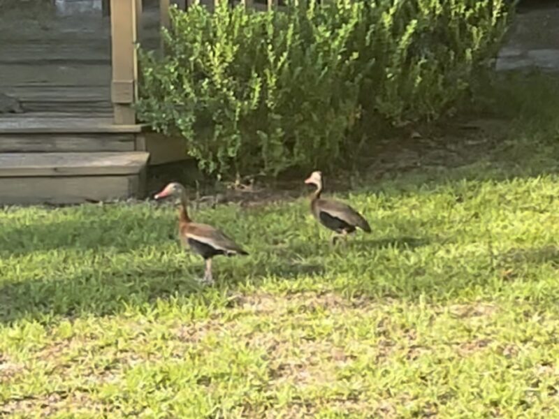 Black-bellied whistling ducks spotted near Smith Lake in Belleview