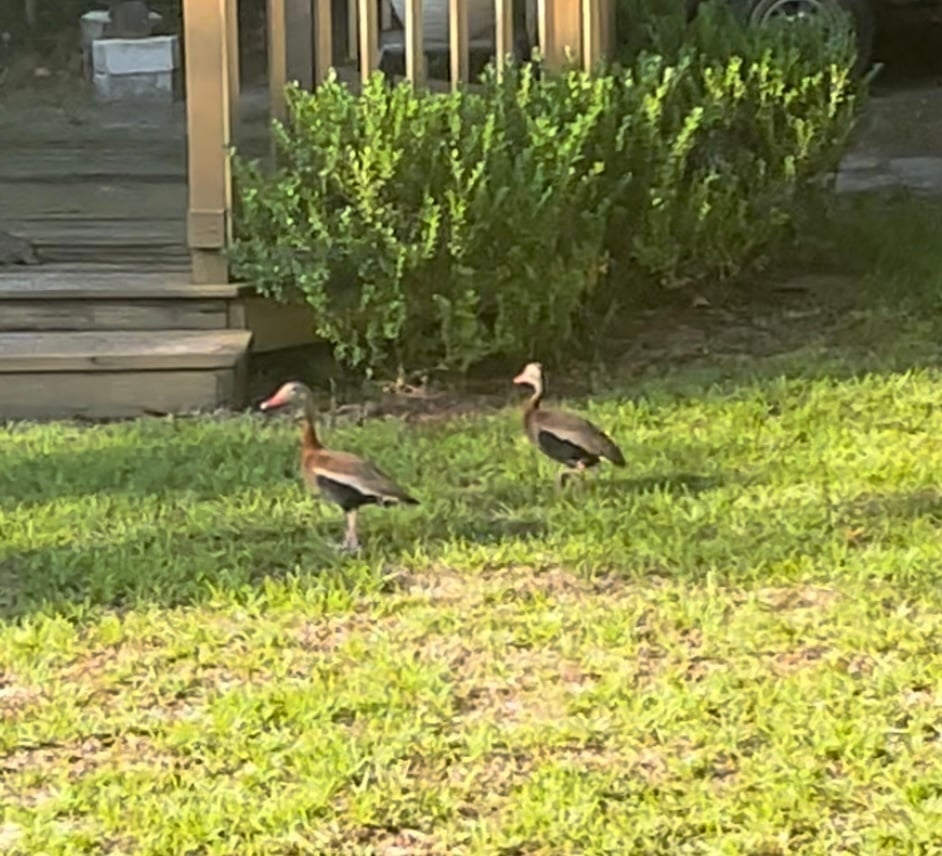Black-bellied whistling ducks spotted near Smith Lake in Belleview