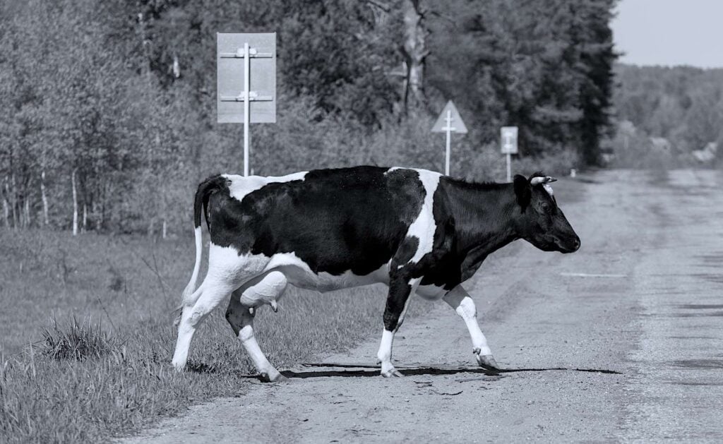 Driver claims collision with cow on Marion County road caused severe injuries