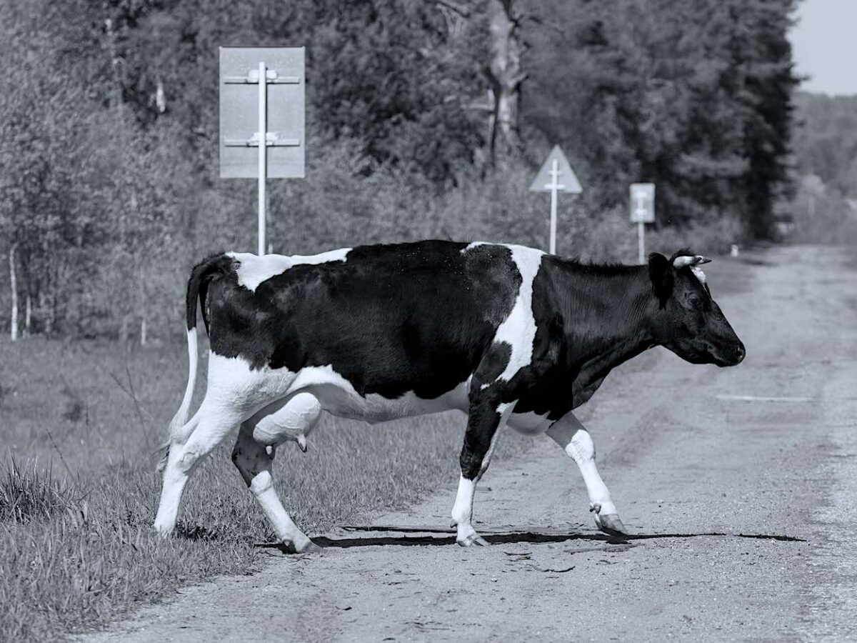 Driver claims collision with cow on Marion County road caused severe injuries