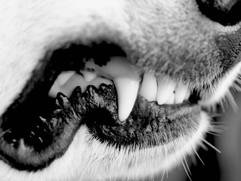 Dog teeth close up