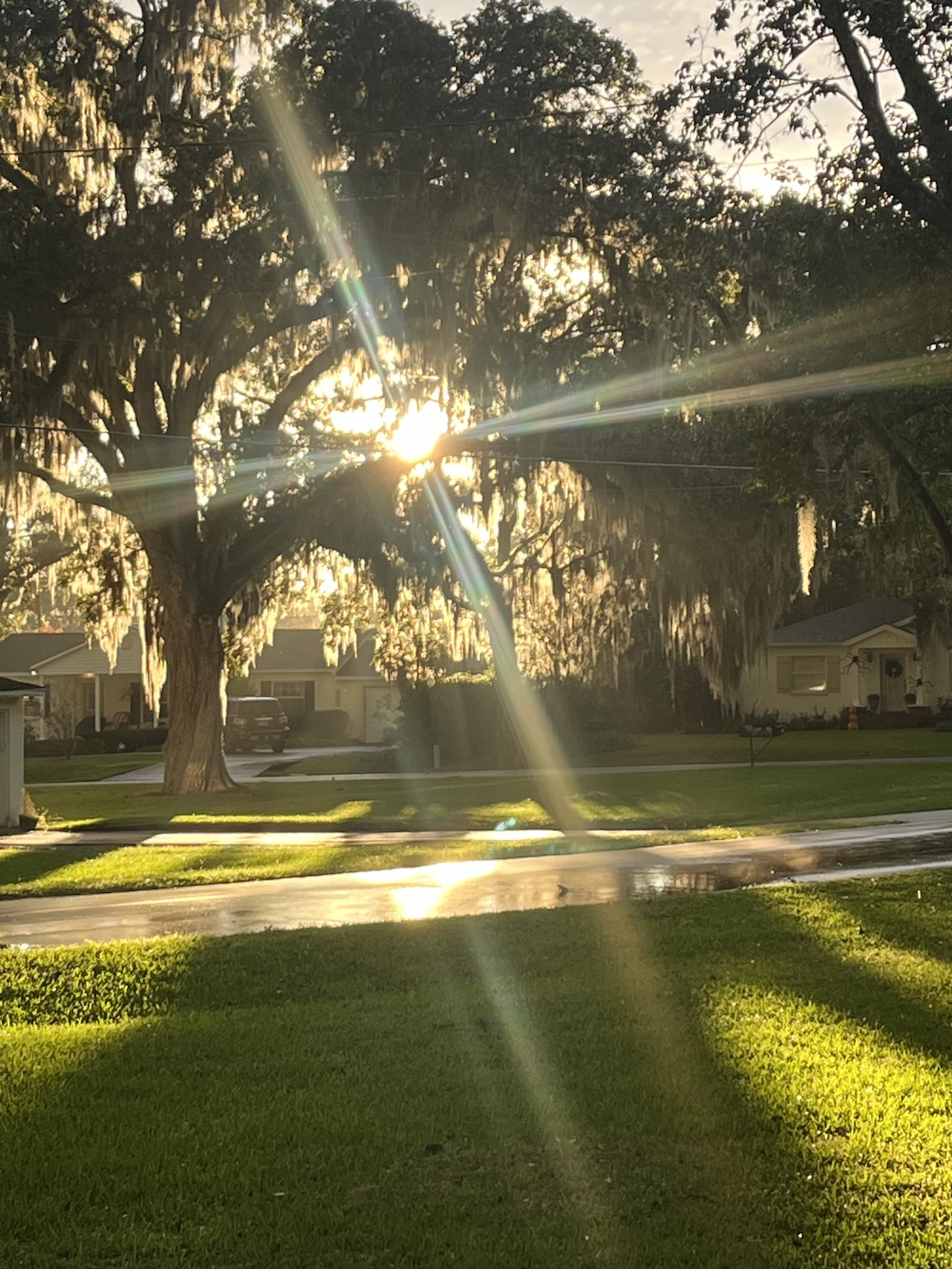 Evening sunbeams filter through live oaks in Ocala Historic District Evening sunbeams filter through live oaks in Ocala Historic District