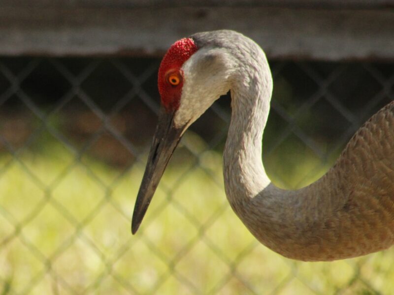 Extreme close-up captures details of a sandhill crane in Ocala