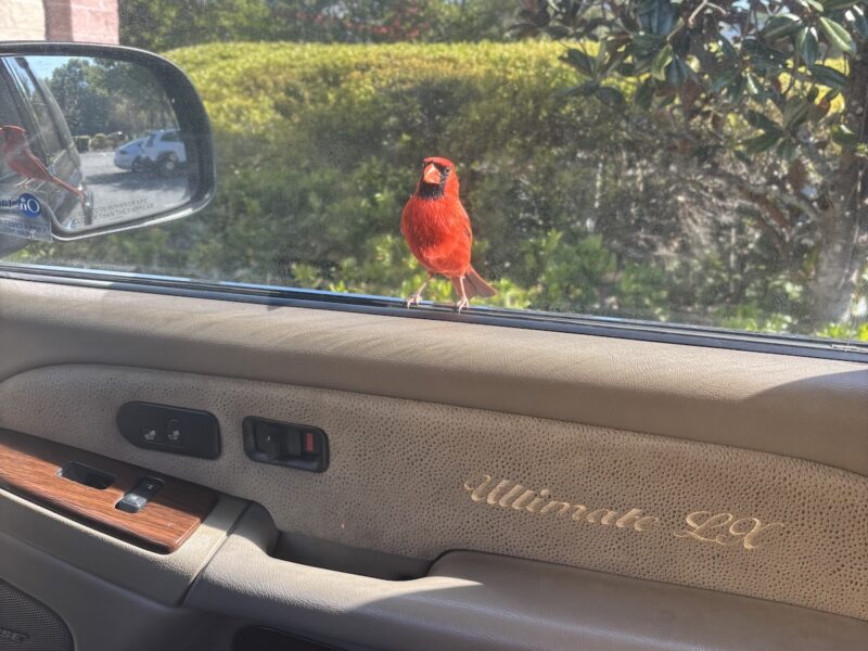 Friendly cardinal visits driver at Ocala parking lot