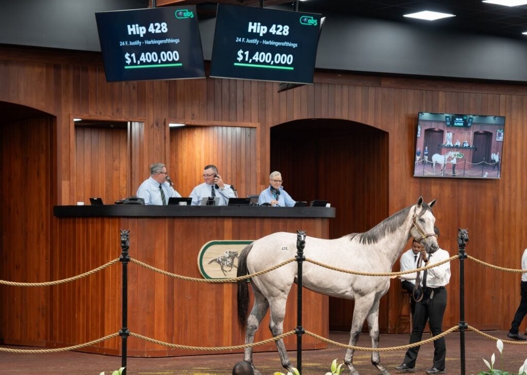 Hip 428, a daughter of Justify, sells for an OBS June record $1.4 million at the 2026 auction. OBS:VidHorse photo