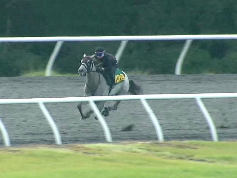 Over $213 million generated from horse sales at Ocala Breeders’ events this year