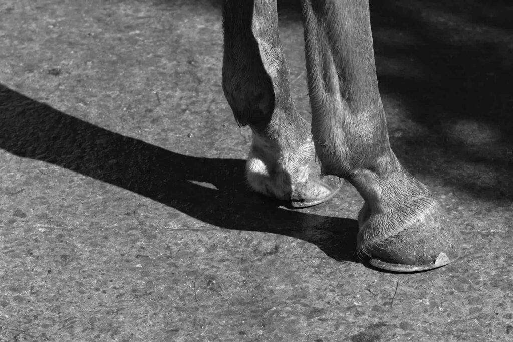 Rider sues Ocala training center after horse steps in hole, crushes him