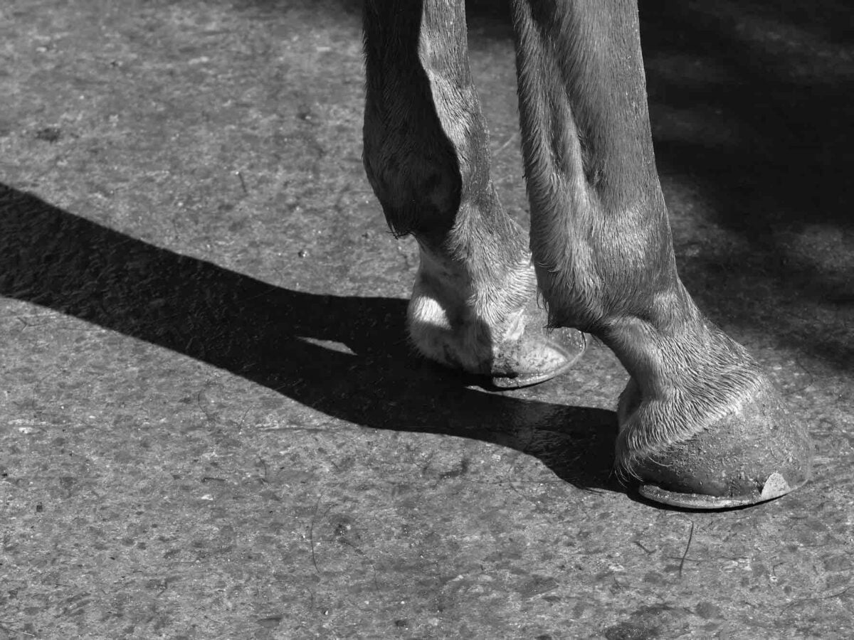 Rider sues Ocala training center after horse steps in hole, crushes him