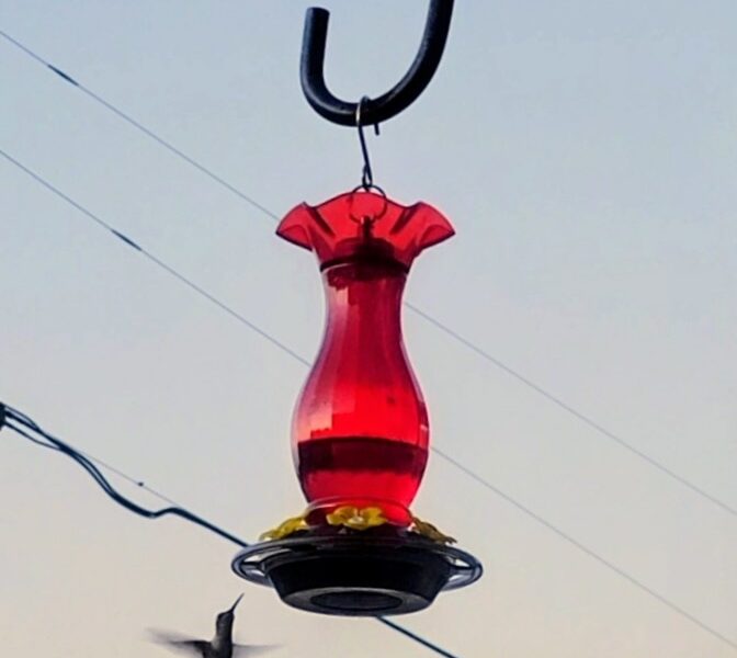 Hummingbird caught mid flight near a backyard feeder in Marion Oaks