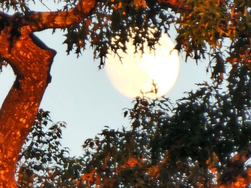 Moon framed by trees during sunset in Glynnwood neighborhood