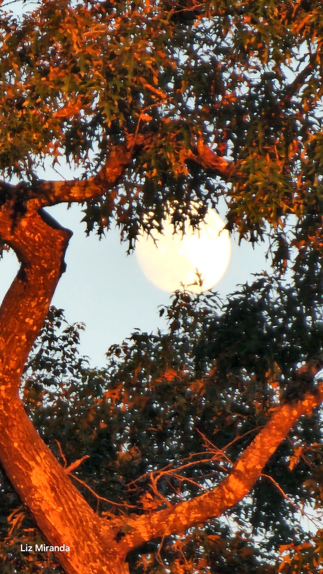Moon framed by trees during sunset in Glynnwood neighborhood Moon framed by trees during sunset in Glynnwood neighborhood