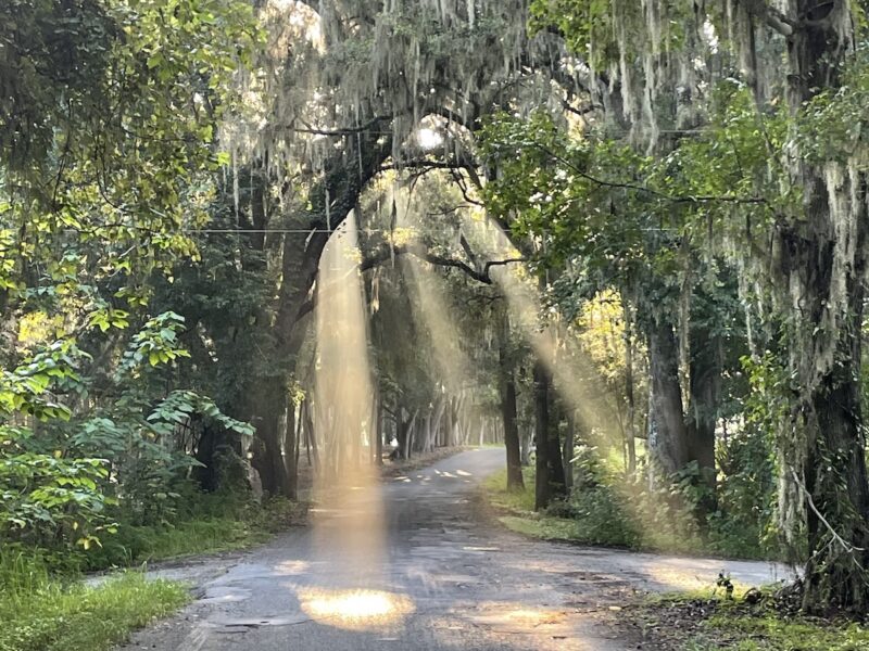 Morning sunbeams illuminate a canopy road in rural Reddick