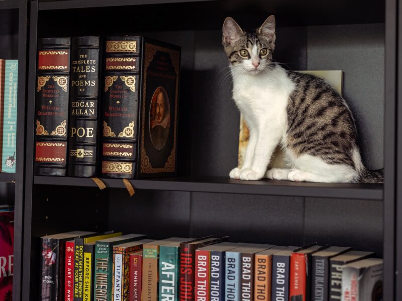 PURRS AND PAGES - A cat among the books