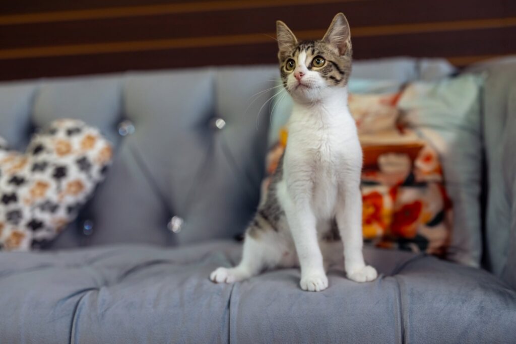 PURRS AND PAGES - One of the cats on the couch