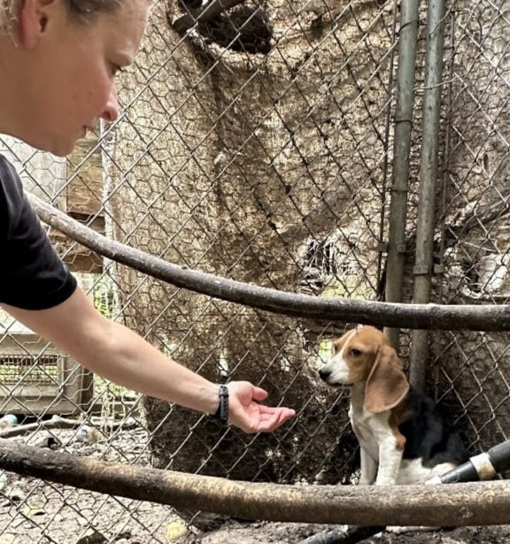 Parker before, cowering and confined to a filthy makeshift pen after being deemed “too gentle” for hunting, and after finding a loving new home. Credit: PETA 2