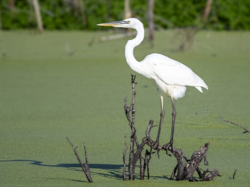 Rare great white heron spotted at Ocala Wetland Recharge Park