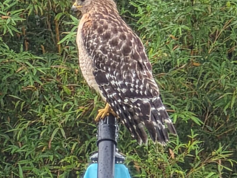 Red-shouldered hawk perches on an Ocala patio umbrella to catch the breeze