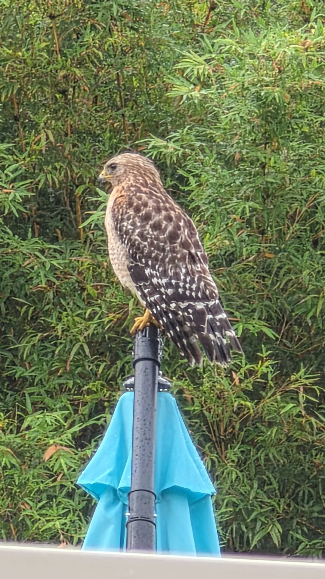 Red-shouldered hawk perches on an Ocala patio umbrella to catch the breeze