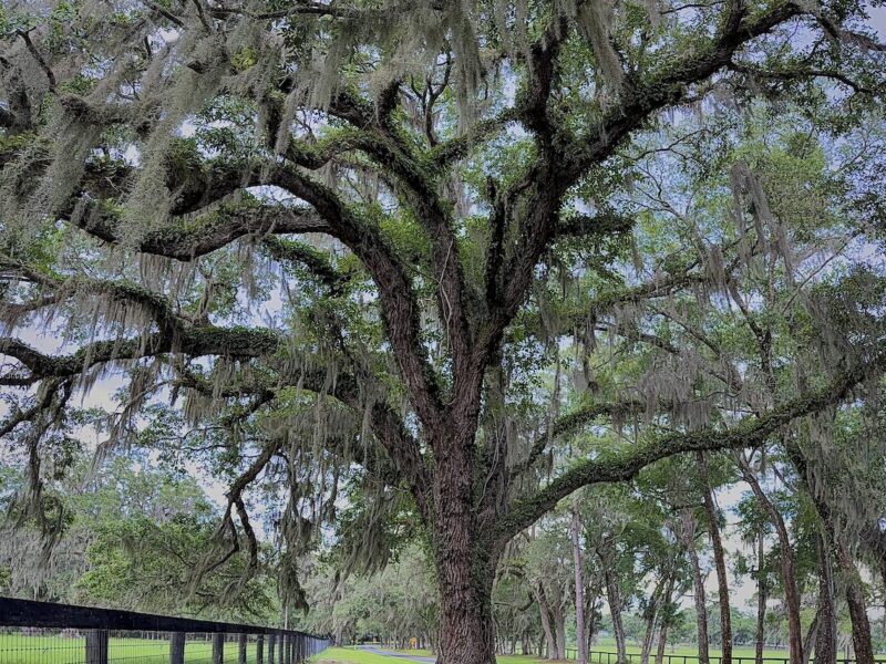 Stunning Southern live oak stands tall along Hattie Butler scenic byway