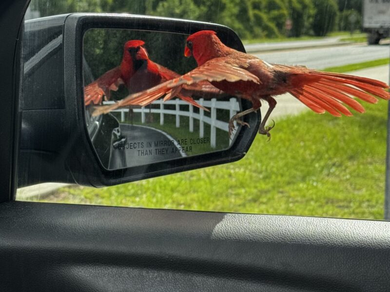 Territorial cardinal visits church parking lot in Ocala