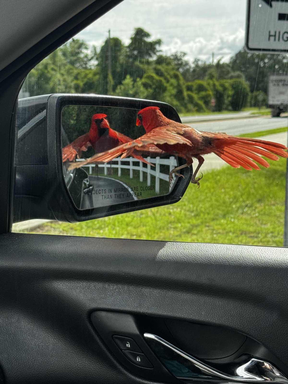 Territorial cardinal visits church parking lot in Ocala Territorial cardinal visits church parking lot in Ocala