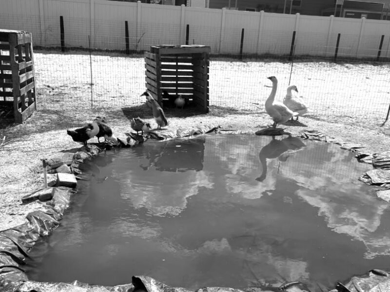 I think my request for goats and geese was not treated fairly by Marion County leaders