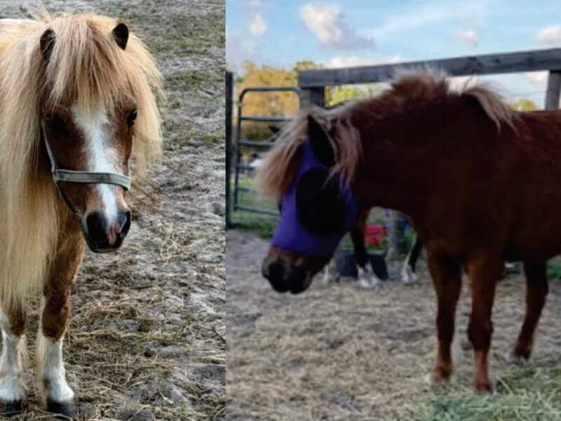 Commissioners approve permit for mini horses at Ocala home