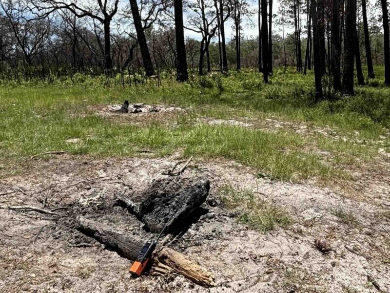 Unattended campfire in the Ocala National Forest