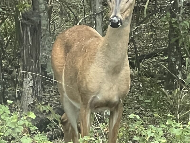 White-tailed doe spotted near the shores of Lake Weir
