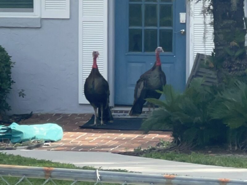 Wild turkeys drop by a front door at Little Lake Weir