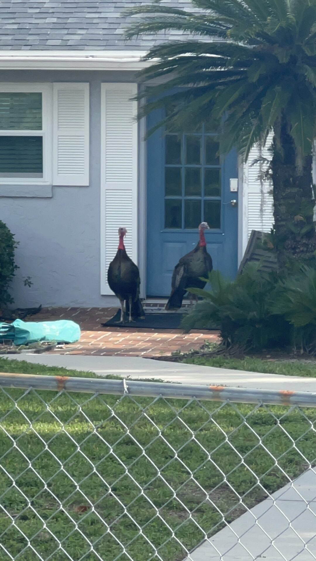 Wild turkeys drop by a front door at Little Lake Weir