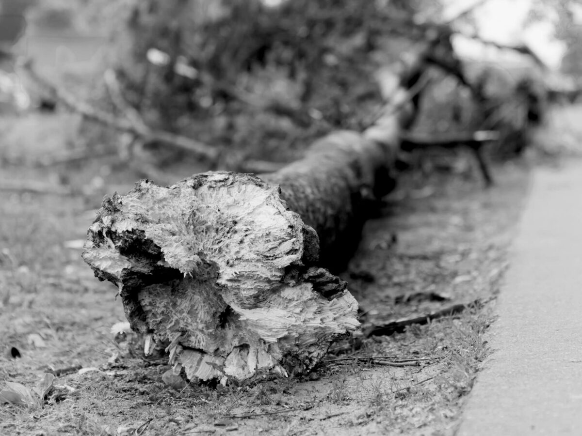 Micanopy man killed while clearing fallen tree from Marion County roadway