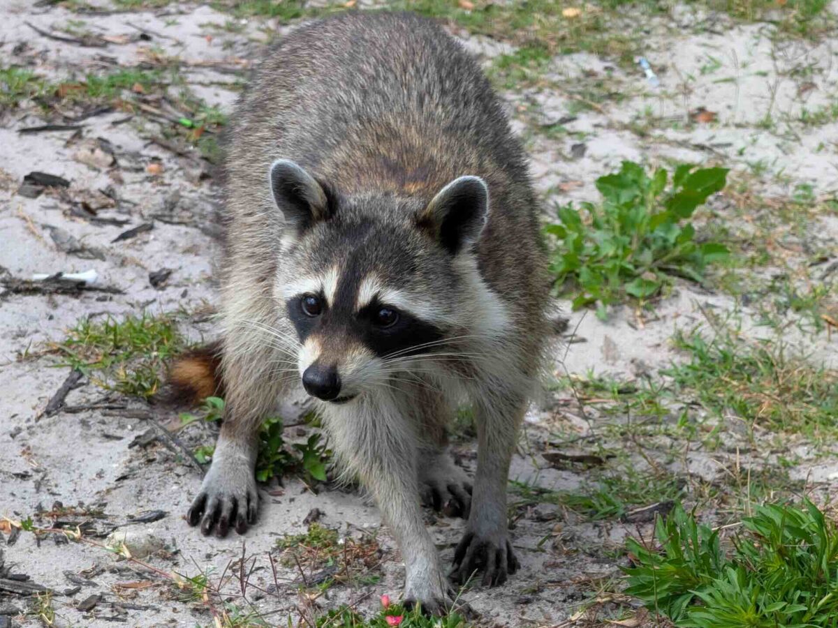 Marion health officials note early surge in rabies cases ahead of peak season