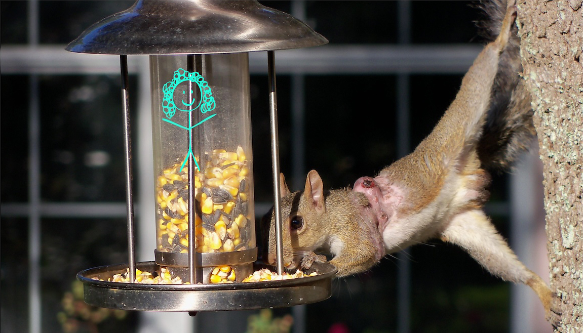 Acrobatic squirrel raids a backyard bird feeder in Ocala Acrobatic squirrel raids a backyard bird feeder in Ocala