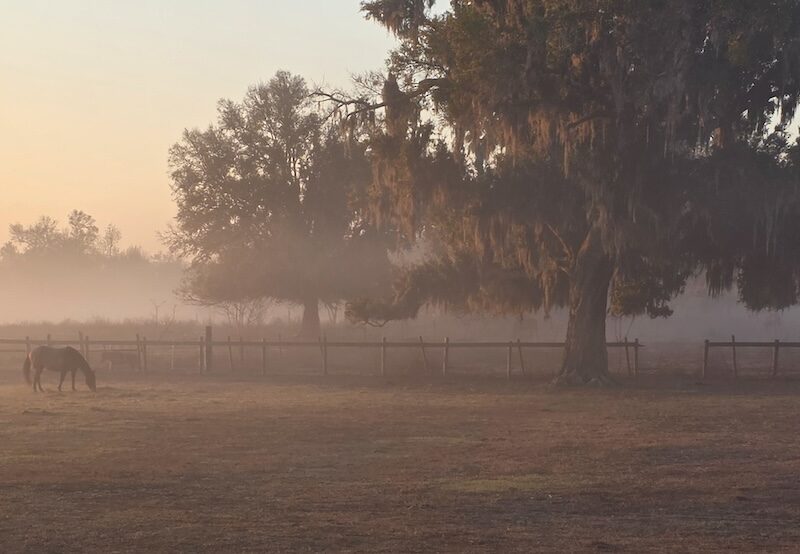 Blissful morning in Marion County