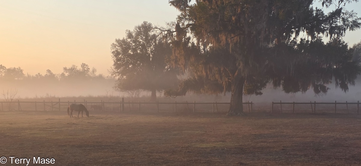 Blissful morning in Marion County Blissful morning in Marion County