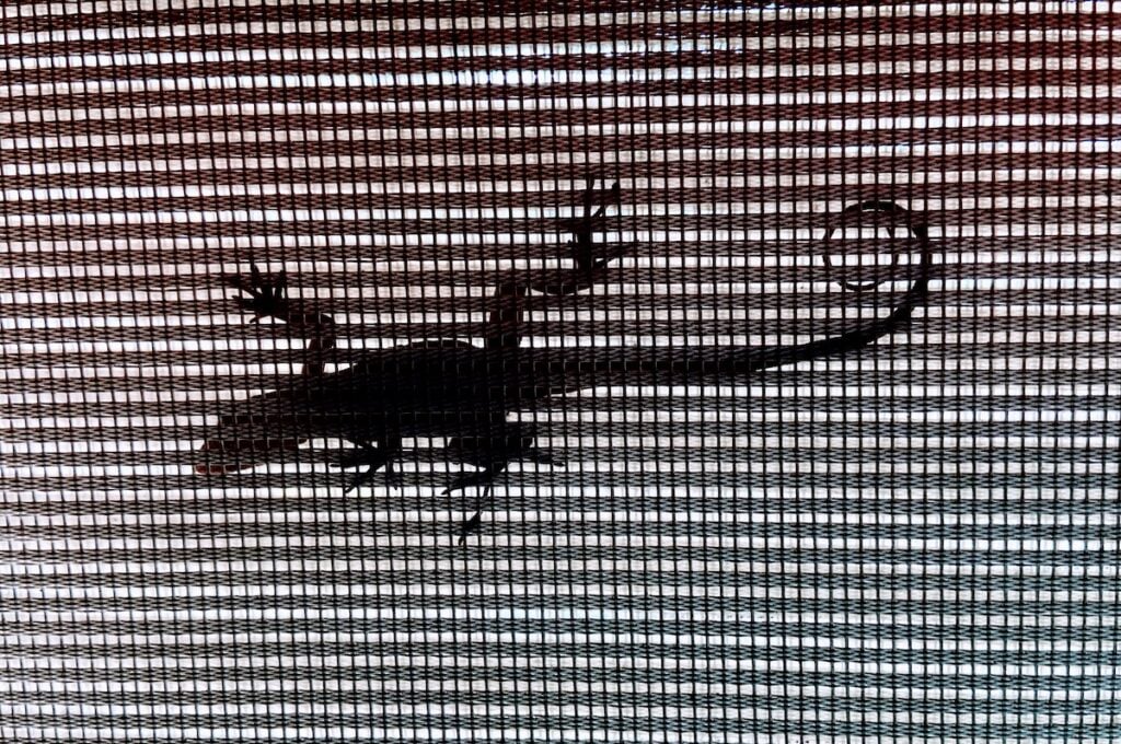 Lizard silhouette spotted on a garage door screen