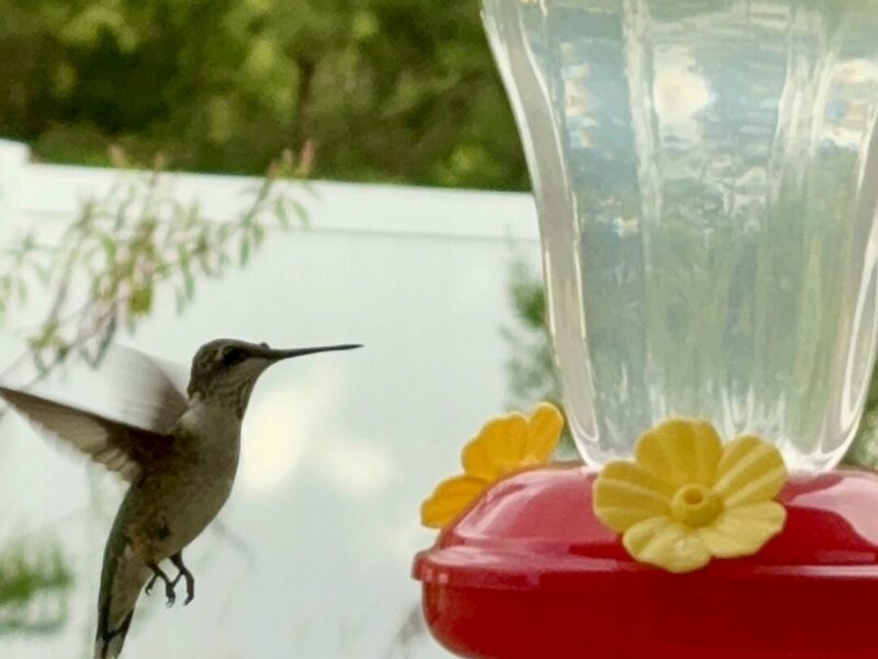 Moment of summer joy: hummingbird visits Marion Oaks feeder