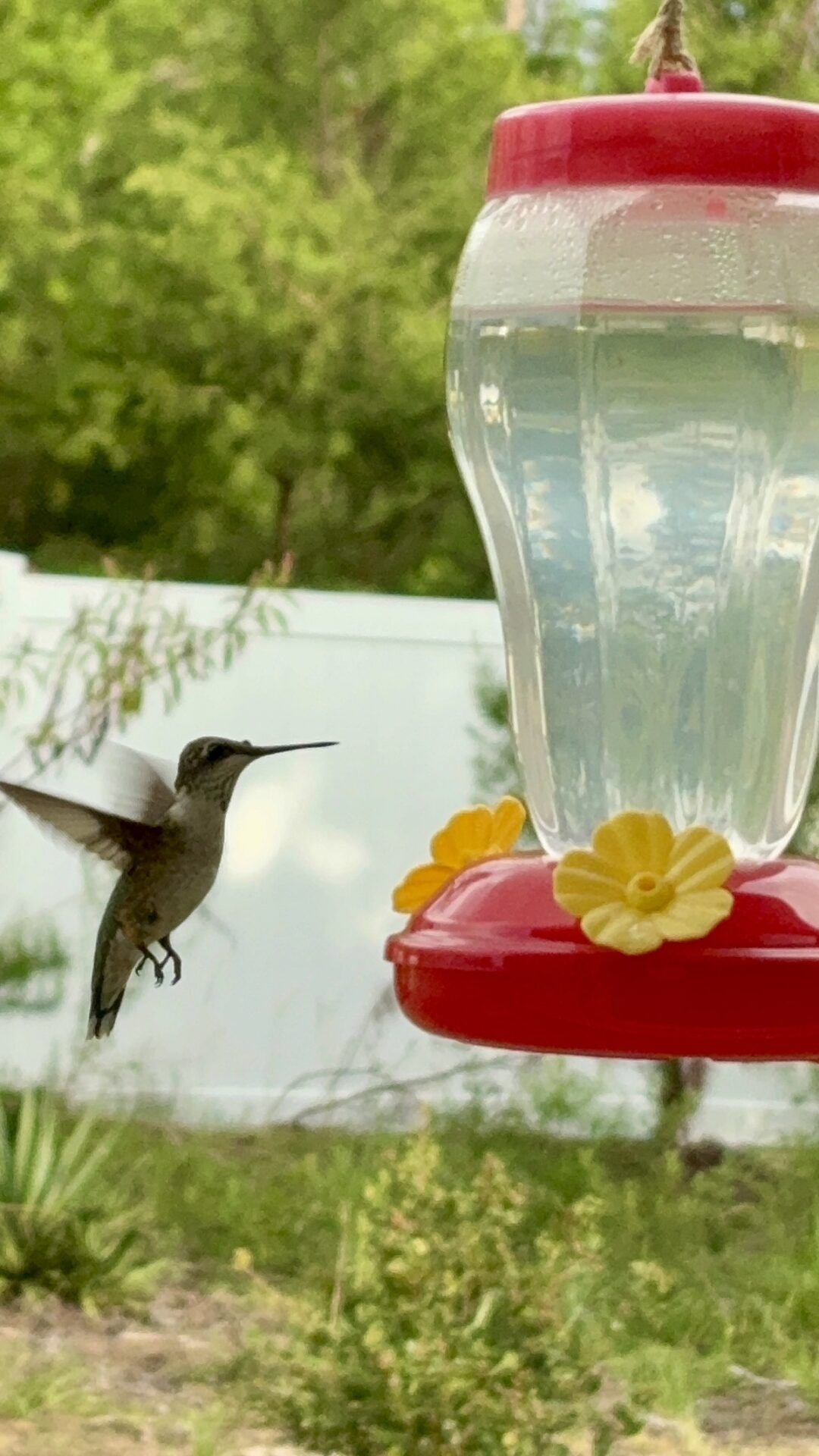 Moment of summer joy: hummingbird visits Marion Oaks feeder