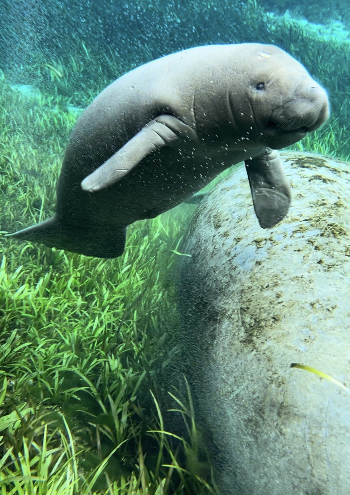 Newborn manatee calf at Silver Springs State Park Newborn manatee calf at Silver Springs State Park