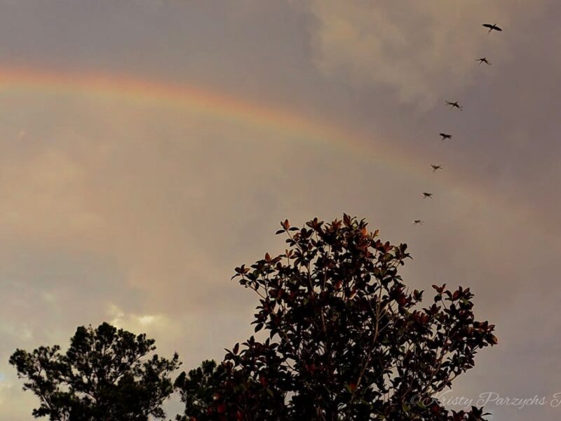 Rainbow and birds in flight captured over Marion County after a storm