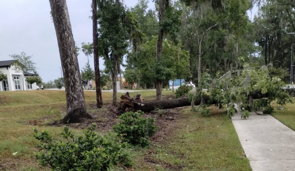 Storm brings down big oak tree near Sutton Place in Ocala on July 11, 2026.